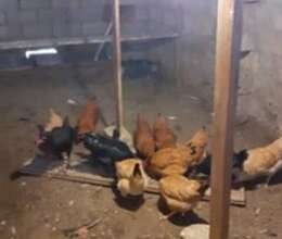 Toyuqlar – Quşlar – ucuztap.az
