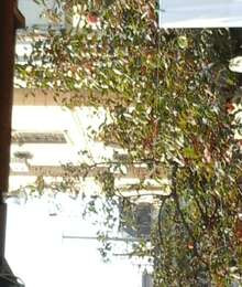 Satış Həyət evi – Həyət evi – ucuztap.az