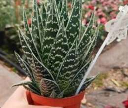 Aloe – Bitkilər – ucuztap.az