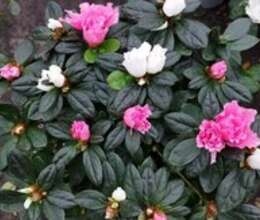 Azalea çiçəyi – Bitkilər – ucuztap.az