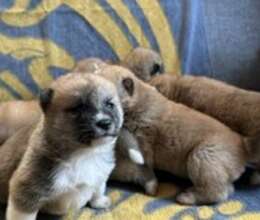 Akita-inu – İtlər – ucuztap.az