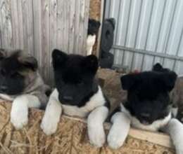 Amerikan Akita-inu – İtlər – ucuztap.az