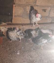 Çolpa – Quşlar – ucuztap.az