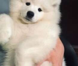 Samoyed balaları – İtlər – ucuztap.az