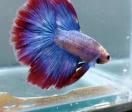 Halfmoon betta balığı – Akvarium – ucuztap.az