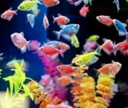 Ternetsiya glofish balığı – Akvarium – ucuztap.az