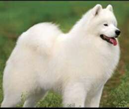 Samoyed – İtlər – ucuztap.az