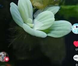Yosun – Akvarium – ucuztap.az
