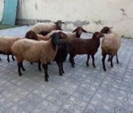 Qala qoyunları – Kənd təsərrüfatı heyvanları – ucuztap.az