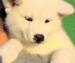 Akita-inu – İtlər – ucuztap.az
