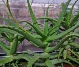 Aloe bitkisi – Bitkilər – ucuztap.az