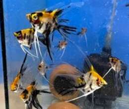 Koi skalyarları – Akvarium – ucuztap.az