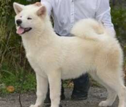 Akita-inu – İtlər – ucuztap.az
