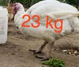 Kanada hinduşkaları – Quşlar – ucuztap.az