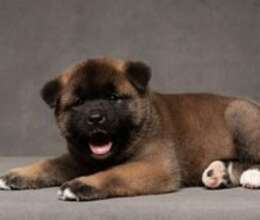 Amerikan Akita-inu – İtlər – ucuztap.az