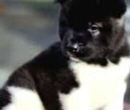 Akita-inu balası – İtlər – ucuztap.az