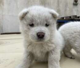 Akita-inu balaları – İtlər – ucuztap.az