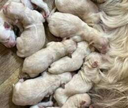 Golden Retriver balaları – İtlər – ucuztap.az