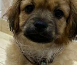 Pekines balası – İtlər – ucuztap.az