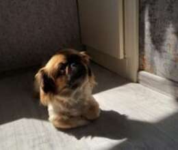 Pekines – İtlər – ucuztap.az