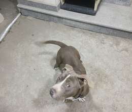 Pitbull american stanfort