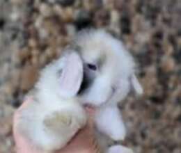 Holland lop dovşanı – Digər heyvanlar – ucuztap.az