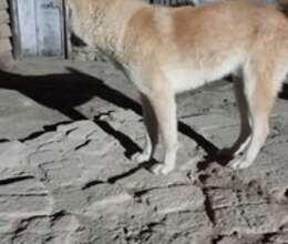 Akita- inu – İtlər – ucuztap.az