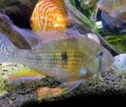 Geophagus heckeli balığı – Akvarium – ucuztap.az
