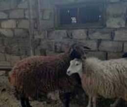 Qala qoçu – Kənd təsərrüfatı heyvanları – ucuztap.az