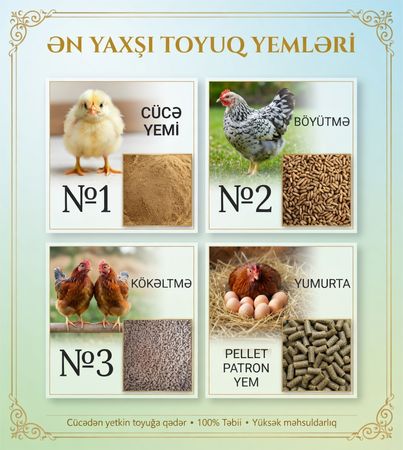 Cücə Yemi