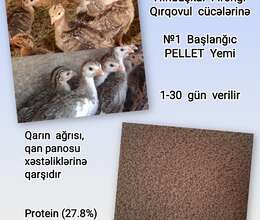 Hinduşka cücə yemi