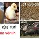 Hinduşka cücə yemi