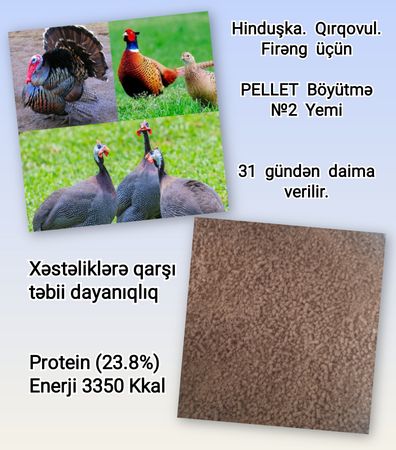 Hinduşka. Qırqovul. Firəng Yemi – Heyvanlar üçün məhsul – ucuztap.az