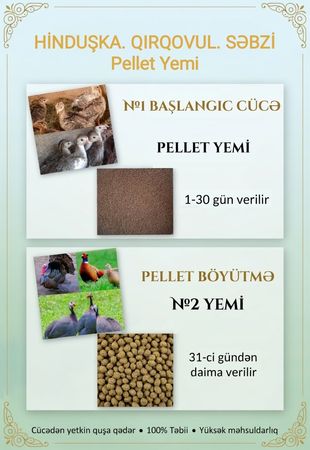 Hinduşka. Qırqovul. Firəng Yemi