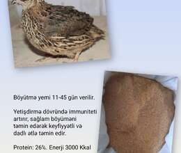 Bildirçin böyütmə yemi