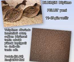 Bildirçin böyütmə yemi