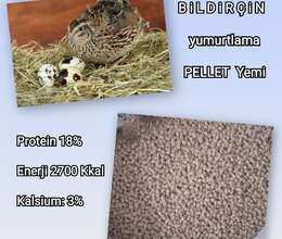 Bildirçin yumurta yemi