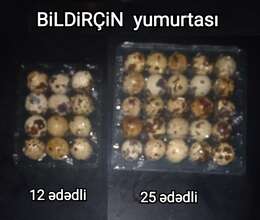 Bildirçin yumurtası