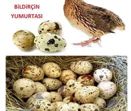 Bildirçin yumurtası mayalı