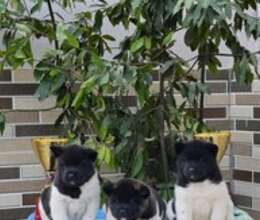 Akita-inu – İtlər – ucuztap.az