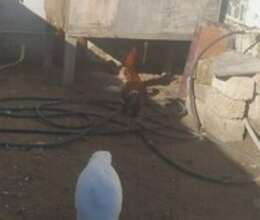 Heyratı fərə və hinduşka – Quşlar – ucuztap.az