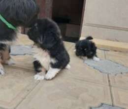 Pekines – İtlər – ucuztap.az