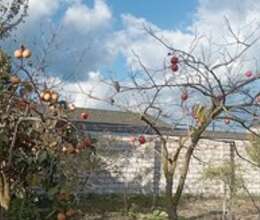 Bağ evi, Albalı qəs. – Villalar, bağ evləri – ucuztap.az
