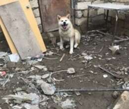 Akita-inu – İtlər – ucuztap.az