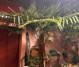 Kirayə Həyət evi, 80m²