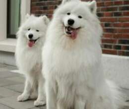 Samoyed balaları – İtlər – ucuztap.az