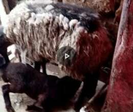 Qoyunlar – Kənd təsərrüfatı heyvanları – ucuztap.az