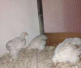 Brahma cücələri – Quşlar – ucuztap.az