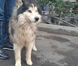 Malamut 