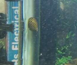 İlbiz – Akvarium – ucuztap.az